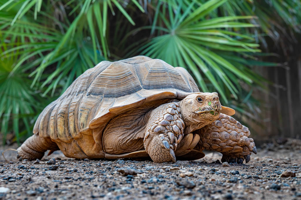 African Spurred Tortoise