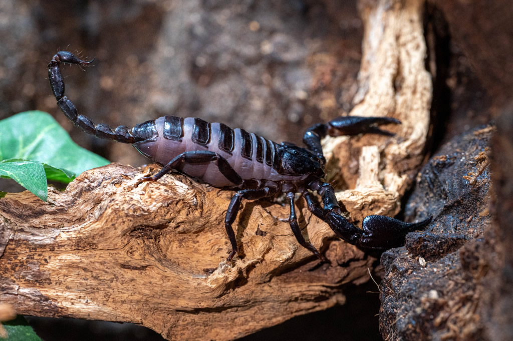 Asian Forest Scorpion