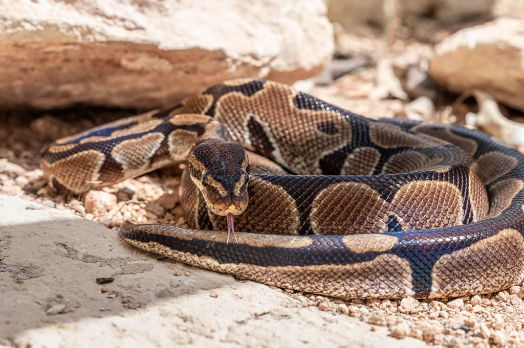 Ball Python