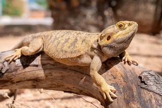 Bearded Dragon