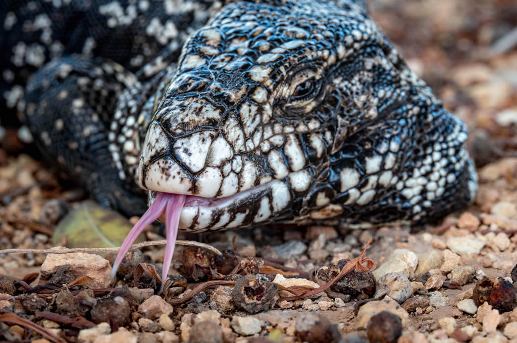 Black and White Tegu