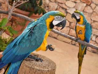 Blue and Gold Macaw