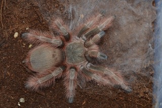 Brazilian Giant Blonde Tarantula