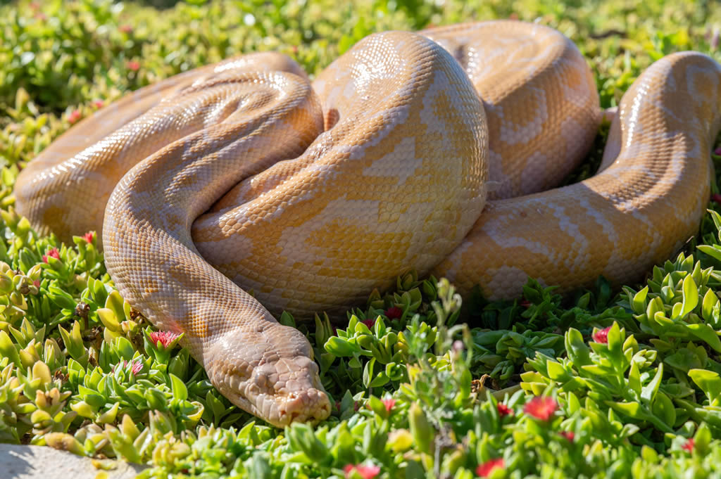 Burmese Python
