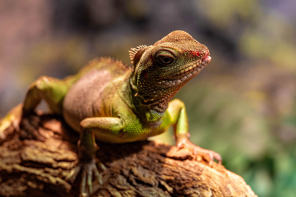 Chinese Water Dragon