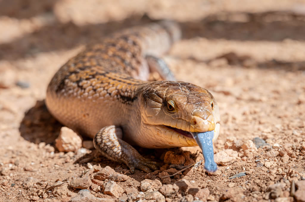 Common Bluetongue
