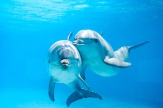 Dolphin