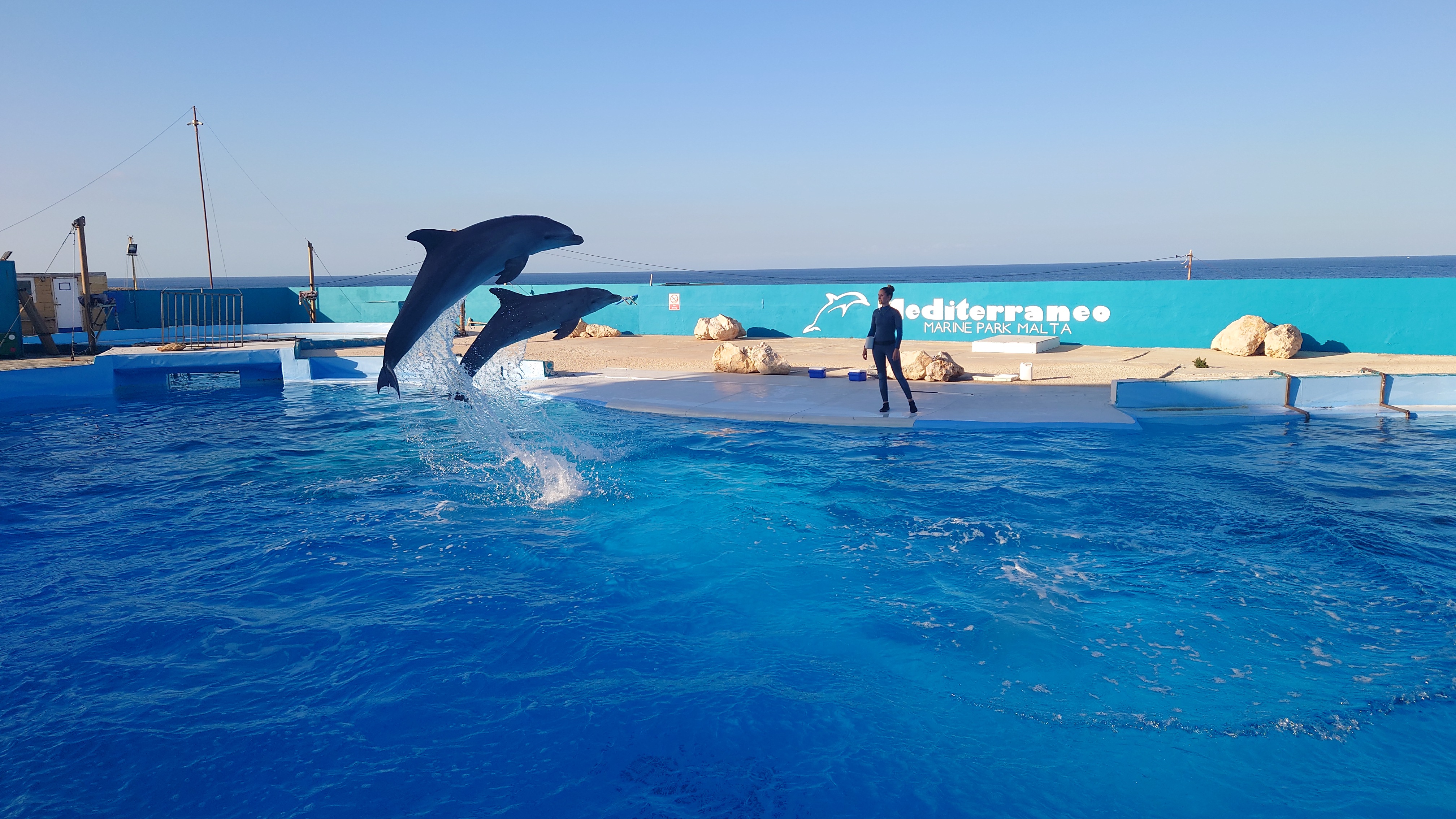 Dolphinarium Jump