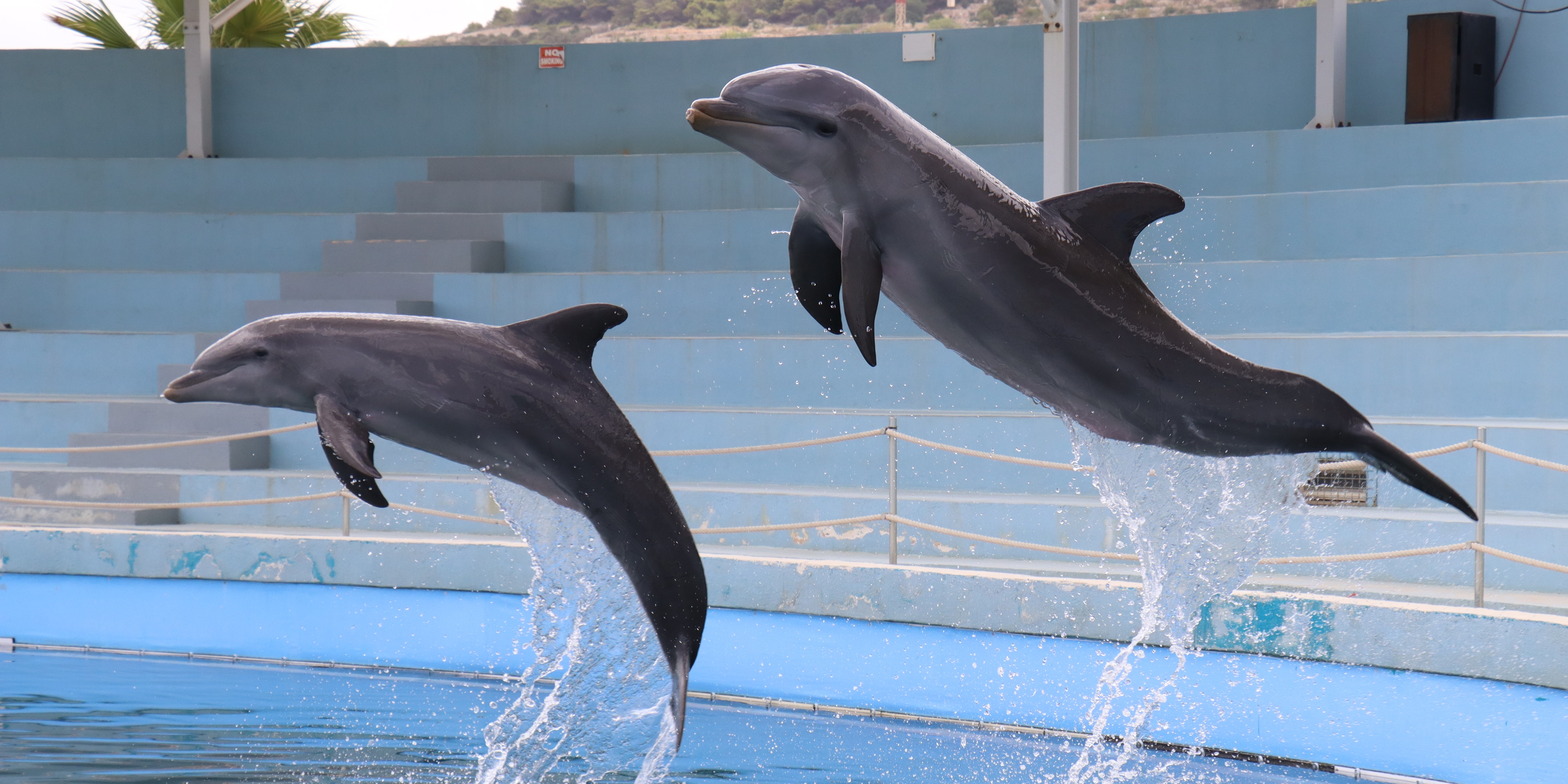 Dolphin