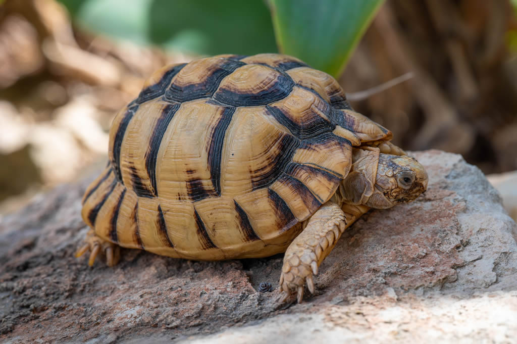 Egyptian Tortoise