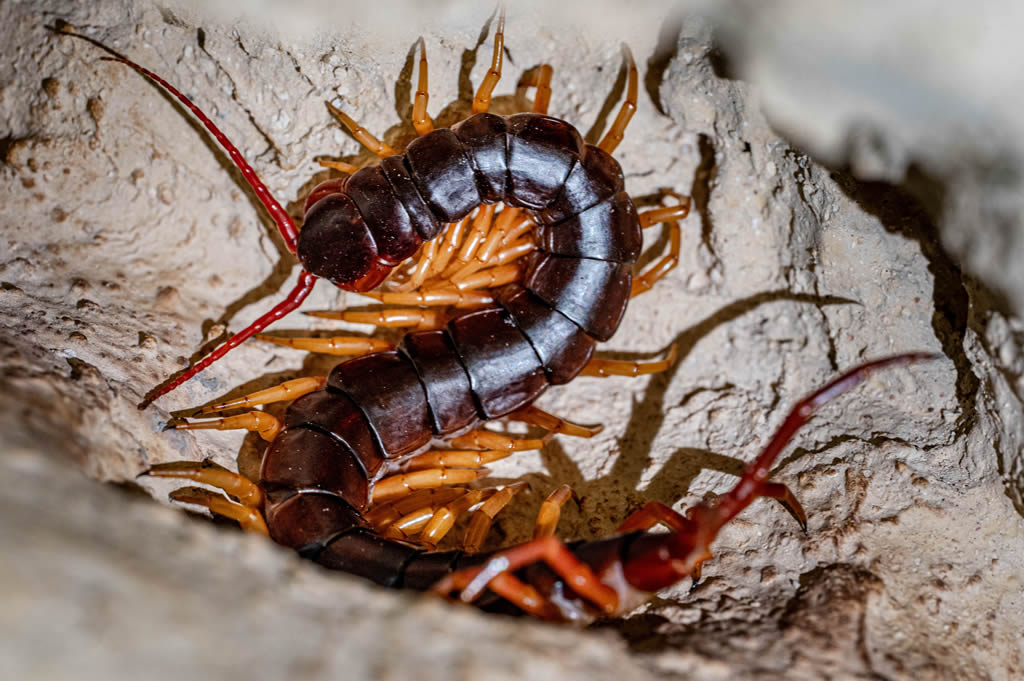 Giant Vietnamese Centipede