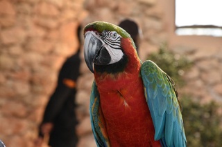 Green Winged Macaw