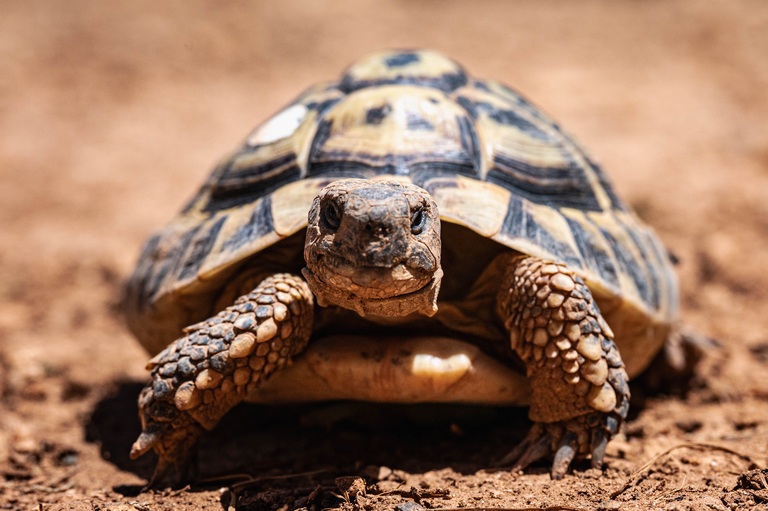 Hermanns Tortoise