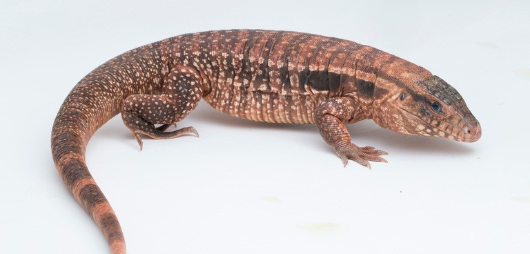Hybrid Tegu