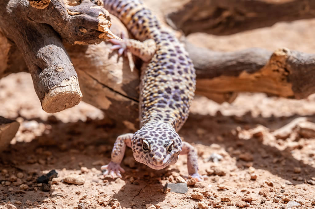 Leopard Gecko