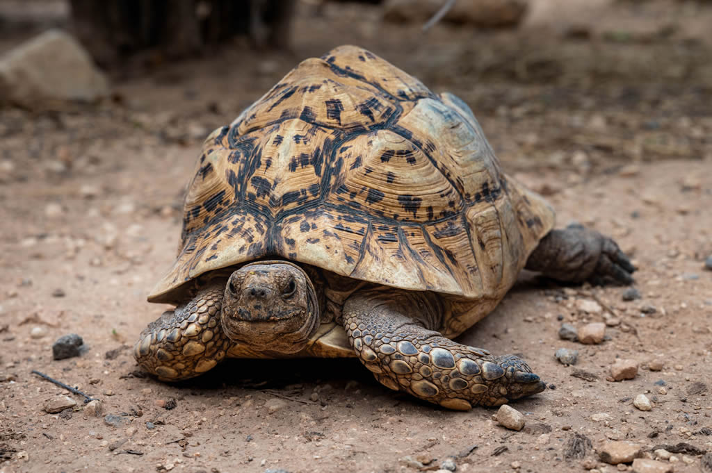 Leopard Tortoise