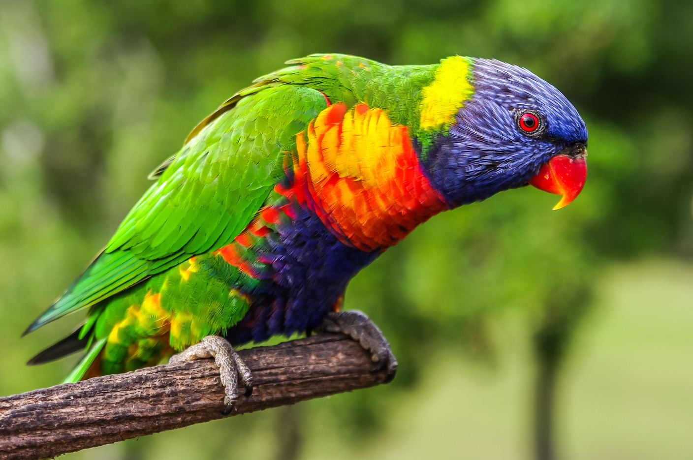 Lorikeet