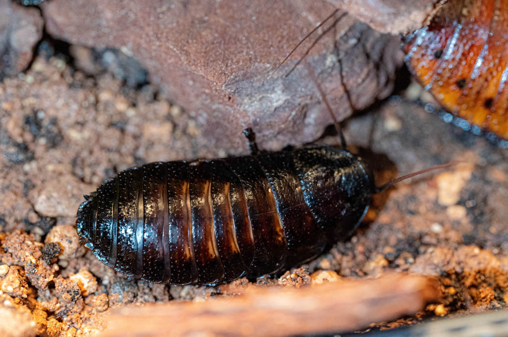 Madagascar Hissing Cockroach