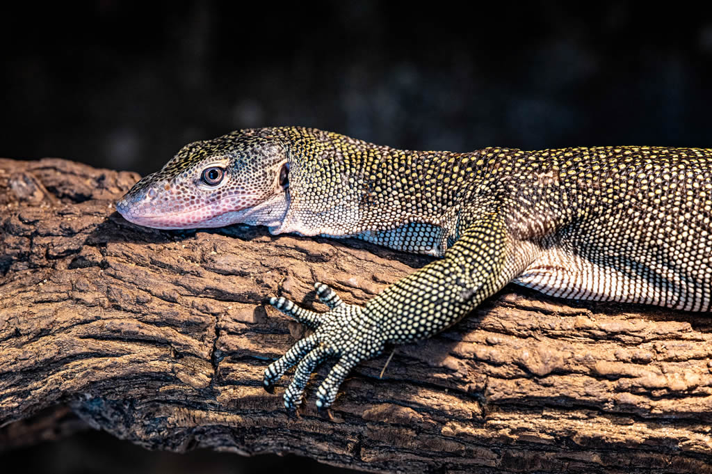 Mangrove Monitor
