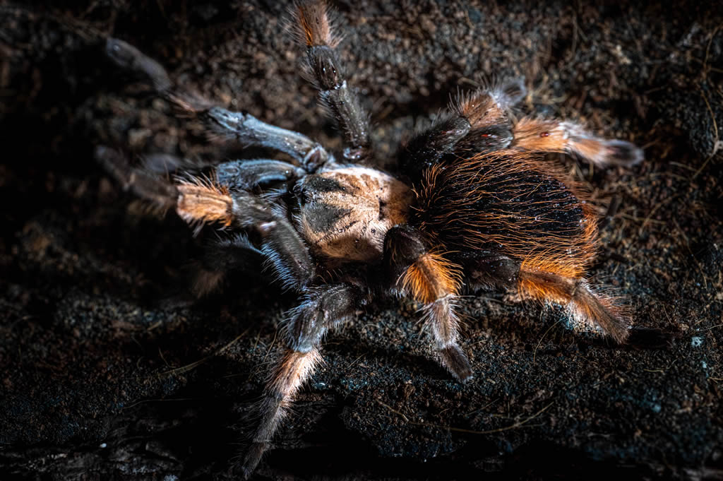 Mexican Redleg Tarantula