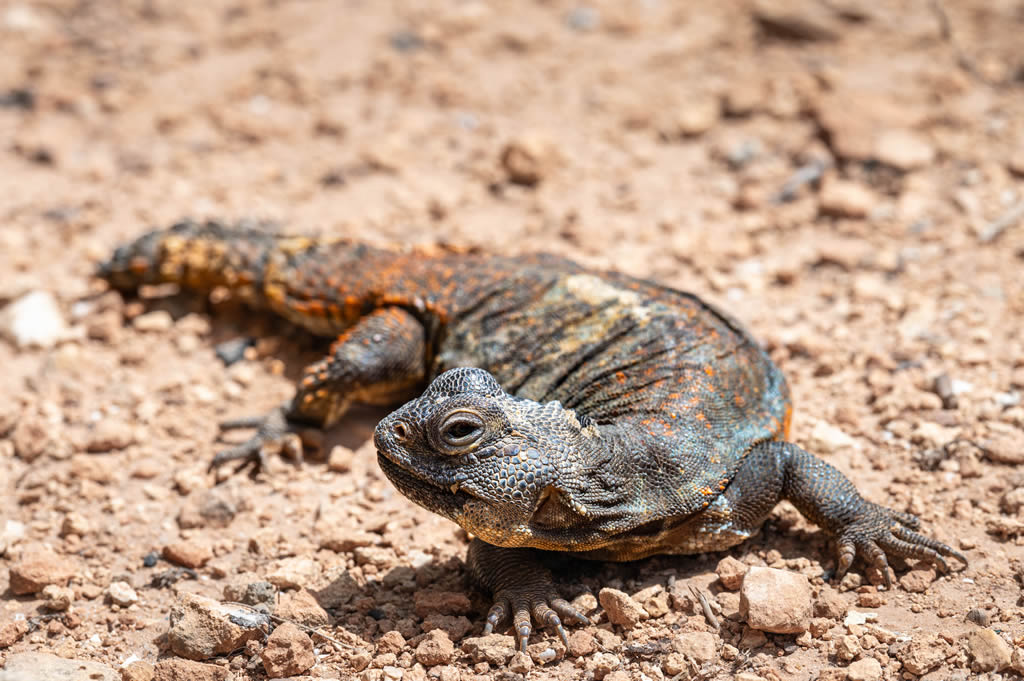 Moroccan Dabb Lizard