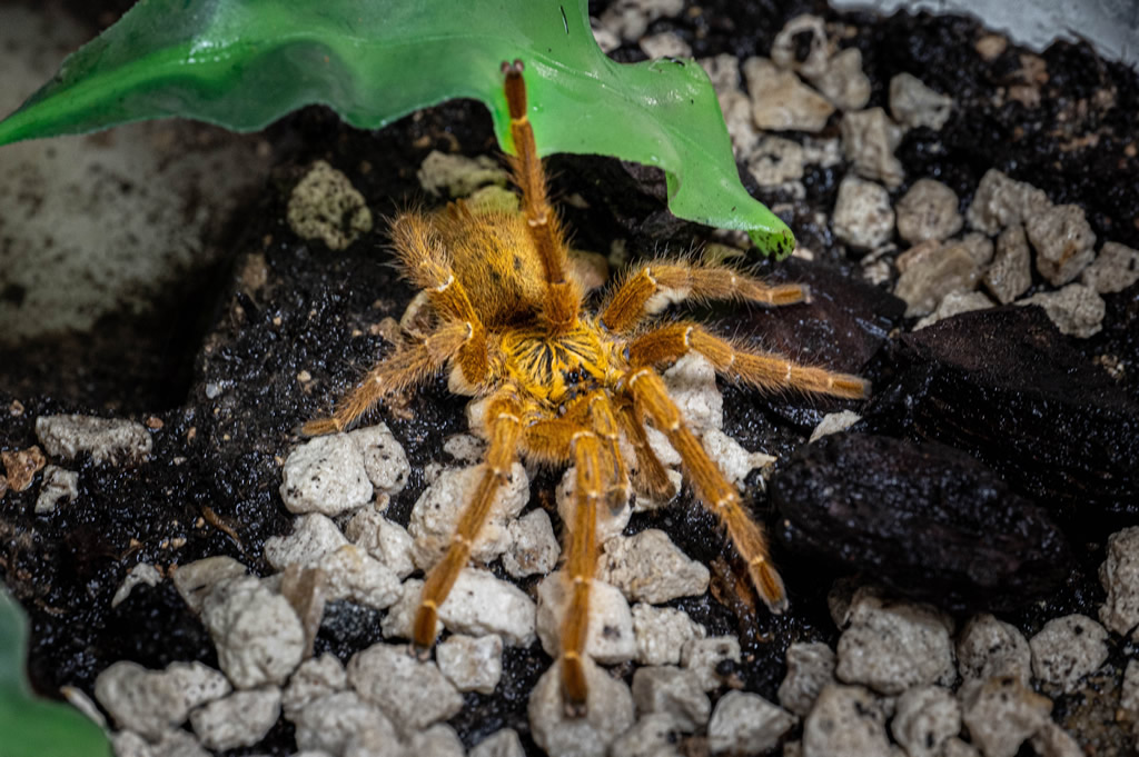 Orange Baboon Tarantula