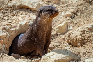 Otter