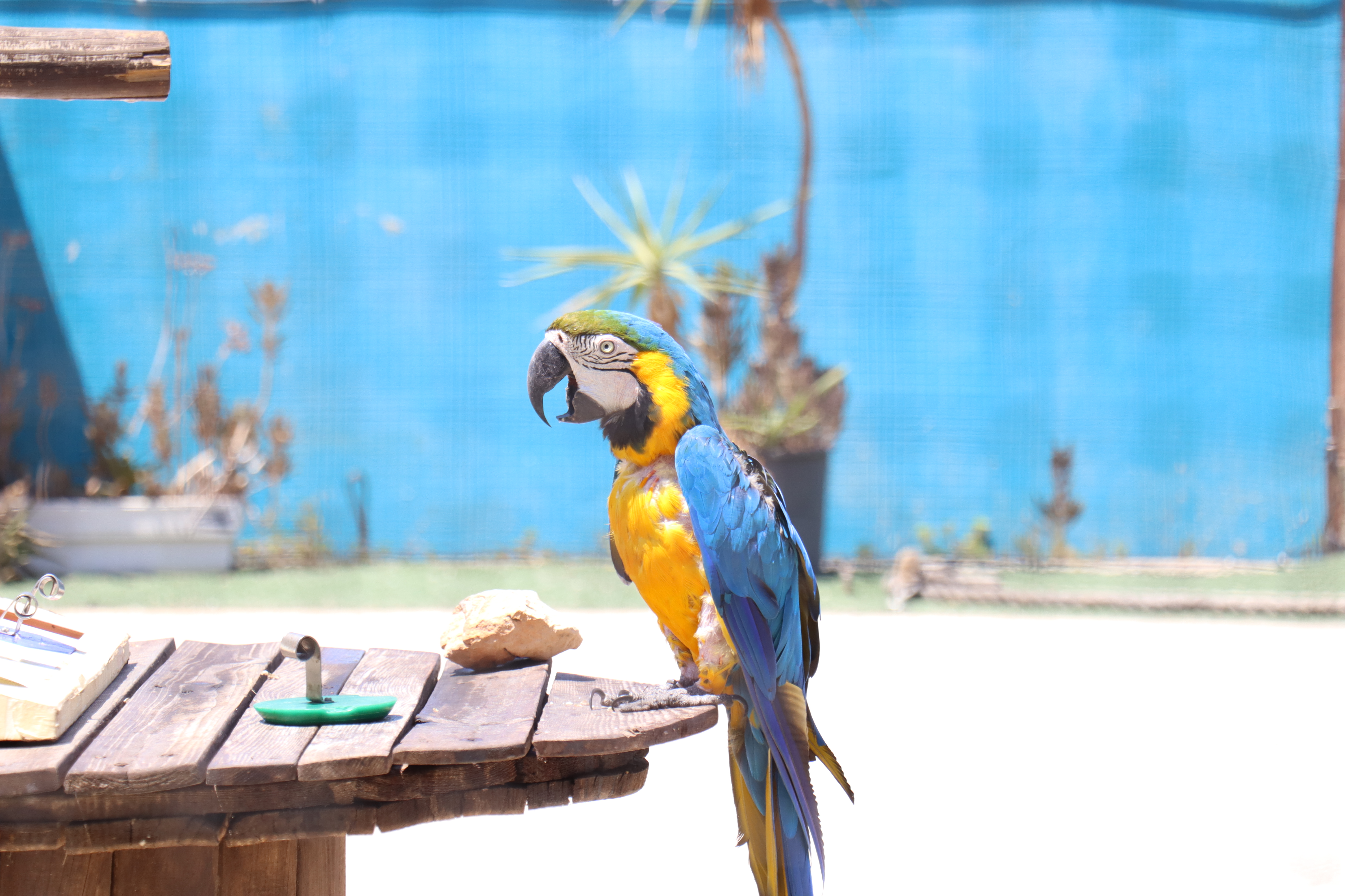 Parrot