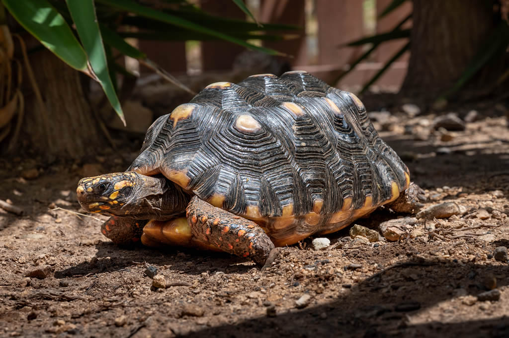 Red Footed Tortoise