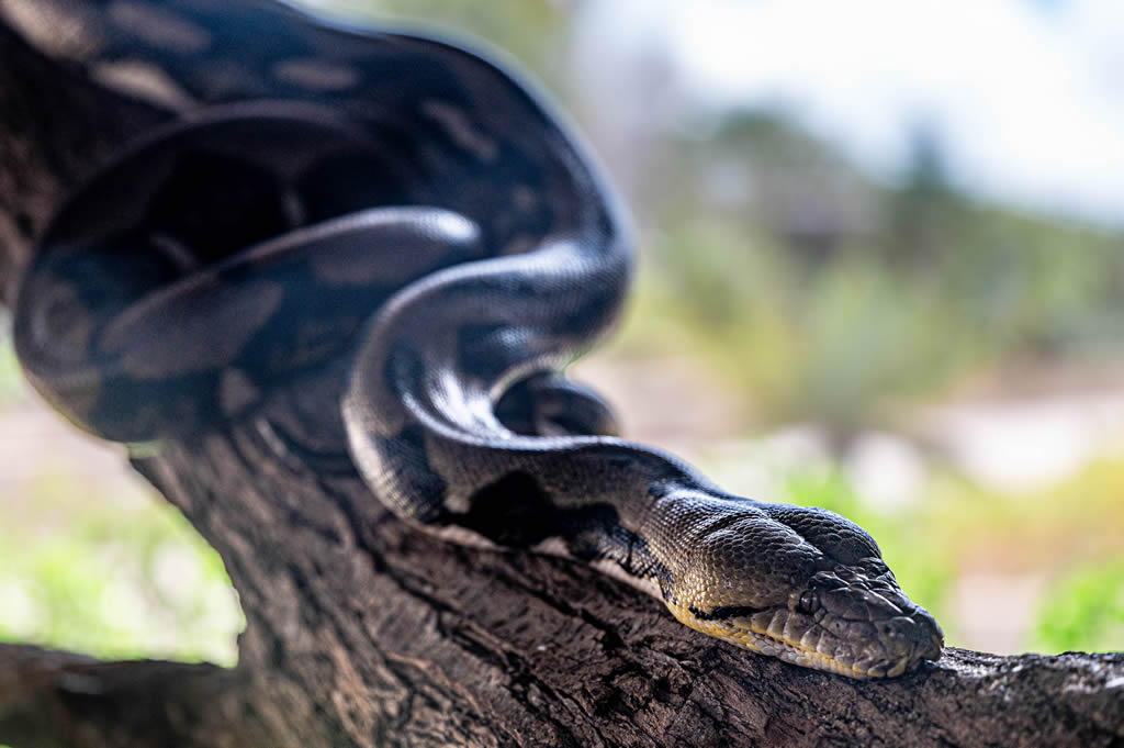 Reticulated Python