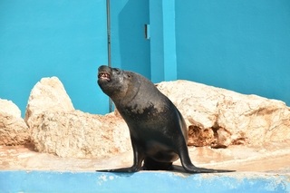 Sea Lion