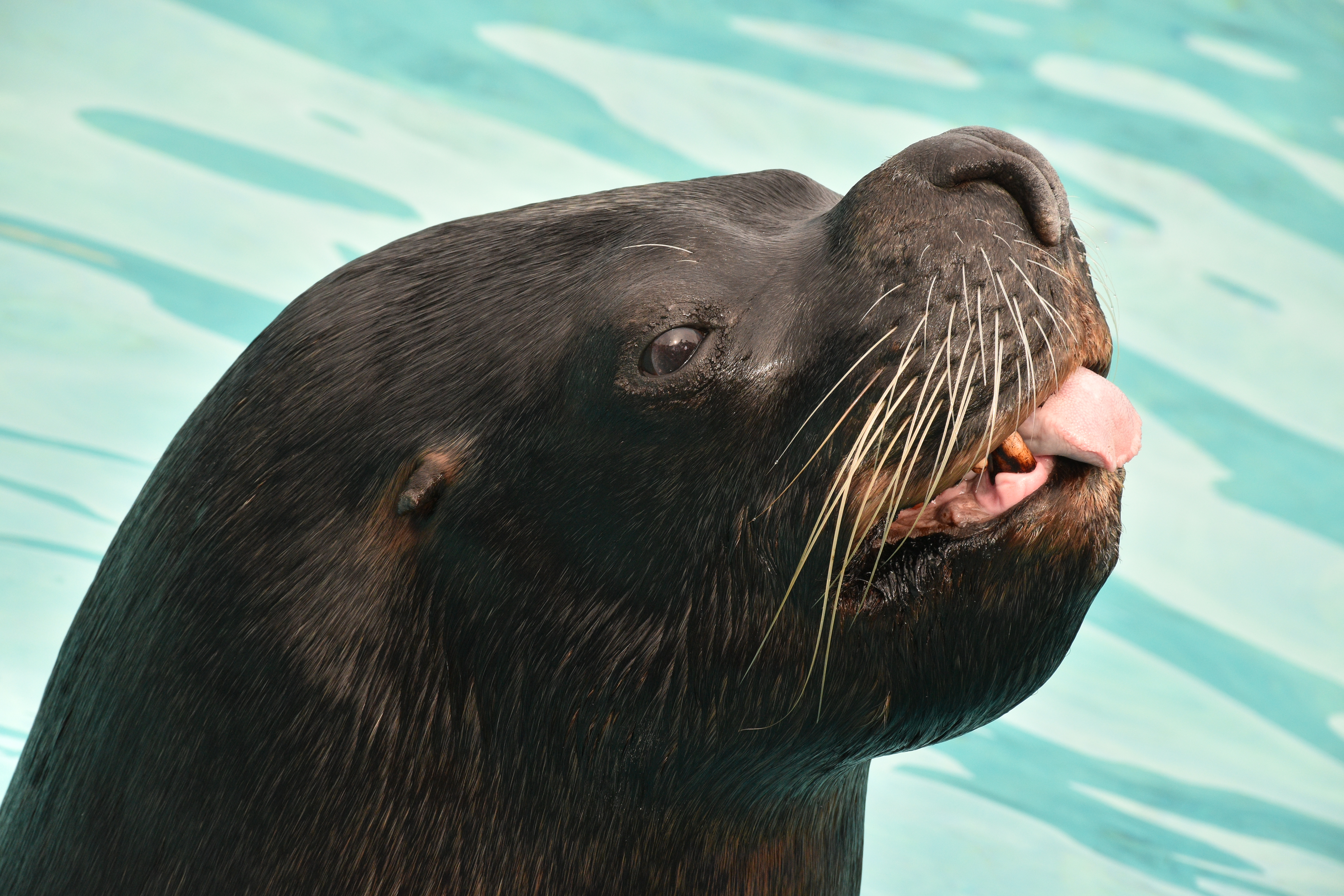 Sea Lion Closeup