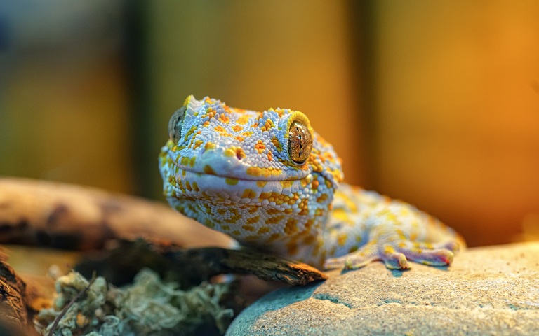 Tokay Gecko