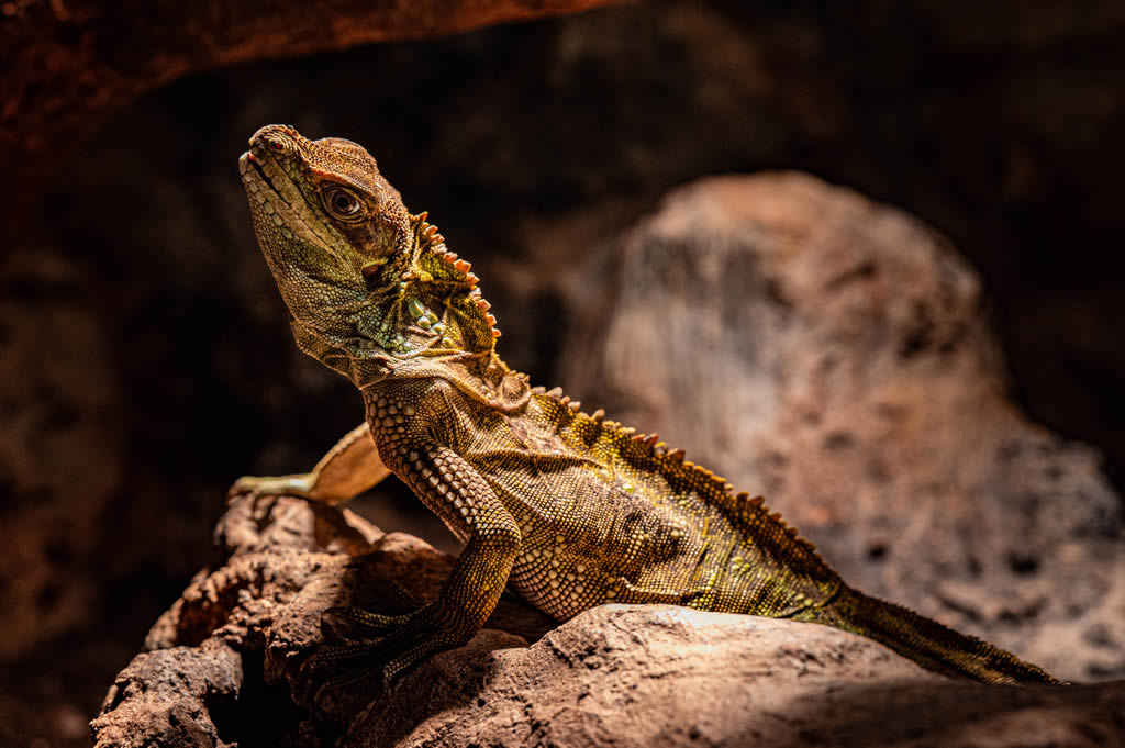 Webers Sailfin Lizard