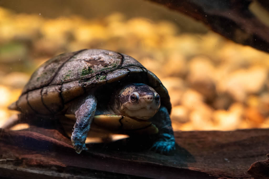 White Lipped Mud Turtle