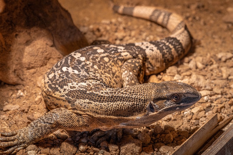 White Throated Monitor