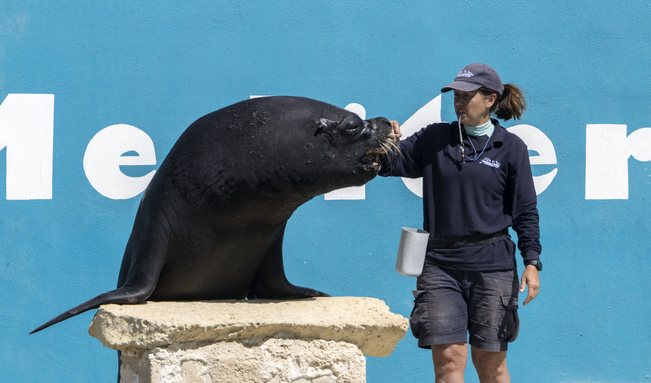 Sea lion presentation