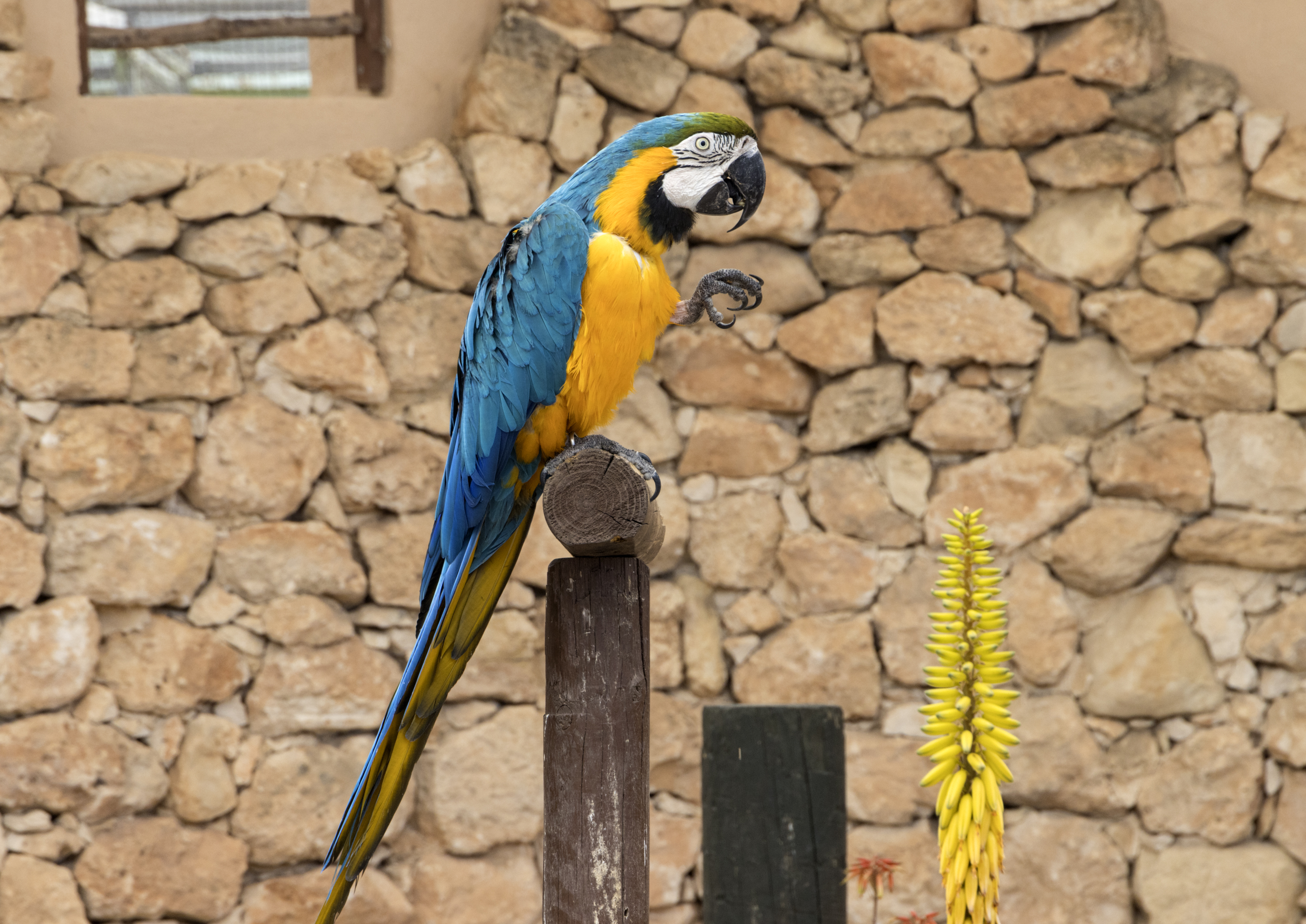 Parrot Presentation at the park